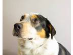 Adopt Tessa a Black Blue Heeler dog in Weatherford, TX (41414318)