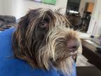 Adopt Kimber a White - with Brown or Chocolate German Wirehaired Pointer / Mixed
