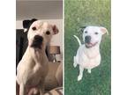 Adopt Molly a White - with Black American Pit Bull Terrier / Mixed dog in