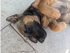 Adopt Ladybird a Brown/Chocolate - with Black Belgian Malinois / Mutt dog in