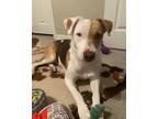 Adopt June a Tricolor (Tan/Brown & Black & White) Foxhound / Mutt / Mixed dog in
