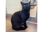 Adopt Elway a All Black Domestic Shorthair / Domestic Shorthair / Mixed cat in