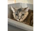 Adopt Gracie - AVAILABLE a Gray or Blue Domestic Shorthair / Mixed Breed