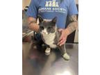 Adopt Coral a Gray or Blue Domestic Shorthair / Domestic Shorthair / Mixed cat