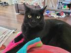 Adopt Lancelot the Brave (Underdog) a All Black Domestic Shorthair / Mixed Breed