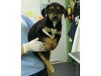 Adopt Lance a Black Terrier (Unknown Type, Medium) / Black Mouth Cur / Mixed