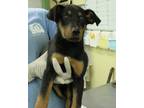 Adopt Luna a Black Terrier (Unknown Type, Small) / Black Mouth Cur / Mixed dog
