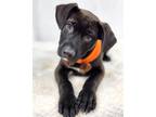 Adopt Edgar a Black Great Pyrenees / Labrador Retriever / Mixed (short coat) dog