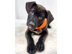 Adopt Edgar a Black Great Pyrenees / Labrador Retriever / Mixed dog in Picayune