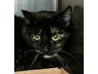 Adopt Tailor 3 a All Black Domestic Shorthair / Domestic Shorthair / Mixed cat