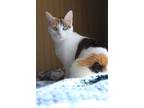 Adopt DOODLE a White Domestic Shorthair / Domestic Shorthair / Mixed cat in