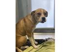 Adopt Bo a Tan/Yellow/Fawn American Pit Bull Terrier / Mixed dog in Fresno