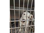 Adopt Mari a White American Pit Bull Terrier / Mixed Breed (Medium) / Mixed