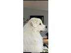 Adopt Oda a White Great Pyrenees / Mixed dog in Providence Forge, VA (41163300)