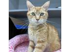 Adopt Mamma Mia a Orange or Red Domestic Shorthair / Domestic Shorthair / Mixed