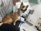 Adopt Timmy a Tan/Yellow/Fawn Corgi / Mixed dog in Monroe, MI (41411711)
