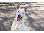 Adopt Julie a White Australian Cattle Dog / Mixed Breed (Medium) / Mixed (short