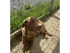 Adopt Laurel a Brown/Chocolate Labrador Retriever / Mixed dog in Terra Alta