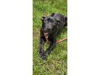 Adopt Toffee a Black Mixed Breed (Medium) / Mixed dog in Reidsville