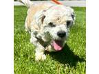 Adopt Marble a White Shih Tzu / Mixed dog in Mt. Pleasant, MI (41413793)