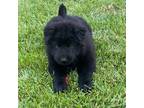 Adopt Lacie a Black Chow Chow / Shar Pei / Mixed dog in Sacramento