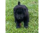 Adopt Puppies a Black Chow Chow / Shar Pei / Mixed dog in Sacramento