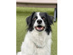 Adopt Ripley a Black Great Pyrenees / Border Collie / Mixed dog in Fishers