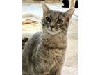 Adopt Fiona (FCID# 04/17/2024 - 83 Trainer) C a Gray, Blue or Silver Tabby