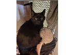 Adopt Luna a All Black Domestic Longhair / Domestic Shorthair / Mixed cat in