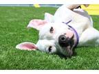 Adopt Snoe a White Mixed Breed (Large) / Mixed dog in Queenstown, MD (40794045)