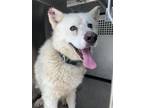 Adopt Polar a White Alaskan Malamute / Mixed dog in Fort Worth, TX (41413997)