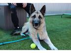 Adopt Yogi a Black German Shepherd Dog / Mixed dog in Queenstown, MD (41145306)