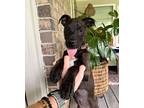 Adopt Reyna a Black American Staffordshire Terrier / Mixed dog in Houston