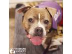 Adopt CRANBERRY a Gray/Silver/Salt & Pepper - with White Staffordshire Bull