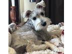 Adopt Kelsie a Gray/Blue/Silver/Salt & Pepper Schnauzer (Miniature) / Mixed dog
