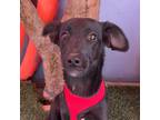 Adopt Moxie a Black Labrador Retriever / Whippet / Mixed dog in Carlsbad