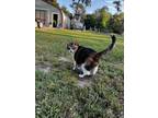 Adopt Daisy a Calico or Dilute Calico American Shorthair / Mixed (medium coat)
