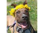 Adopt Chad a Mixed Breed (Medium) / Mixed dog in Sudbury, ON (41354640)