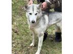 Adopt Nuka a White - with Gray or Silver Siberian Husky / Siberian Husky / Mixed