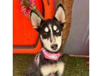 Adopt Europa a Black - with White Husky / Mixed Breed (Medium) / Mixed dog in