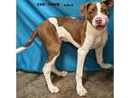 Adopt Emeer a Pit Bull Terrier / Mixed dog in Lexington, KY (41413905)