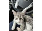 Adopt Luna a Tan or Fawn Tabby Domestic Shorthair / Mixed (short coat) cat in