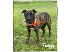 Adopt Twiggy a Brindle Plott Hound dog in Maryville, TN (41377087)