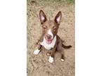 Adopt Lacey ADOPTION PENDING a Brown/Chocolate - with White Terrier (Unknown