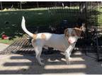 Adopt Junior a White - with Tan, Yellow or Fawn Beagle / Mixed dog in Concord