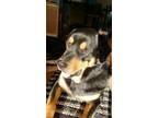 Adopt Hades a Black - with Tan, Yellow or Fawn Rottweiler / Great Pyrenees /