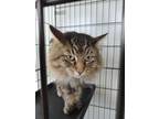 Adopt Princess Leia a Brown Tabby Domestic Mediumhair (medium coat) cat in