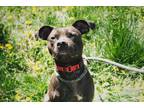 Adopt Bud a Black American Pit Bull Terrier / Mixed dog in Madison