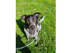 Adopt Leo a Black Australian Cattle Dog / Mixed dog in Madison, NJ (41413830)