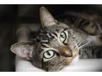 Adopt Fickle a Brown Tabby Domestic Shorthair / Mixed Breed (Medium) / Mixed
